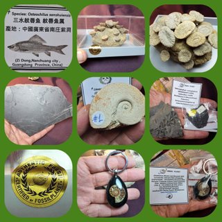 Lote Fósiles del Mundo #73