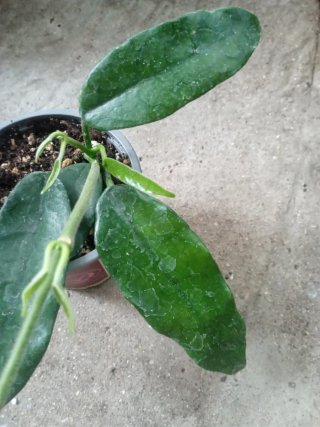 Hoya Vilosa
