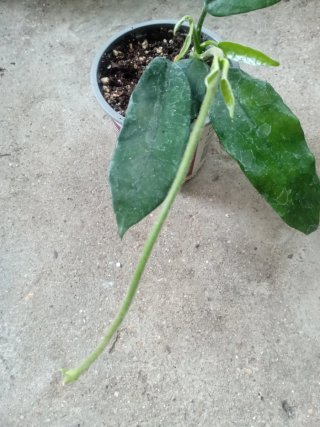 Hoya Vilosa
