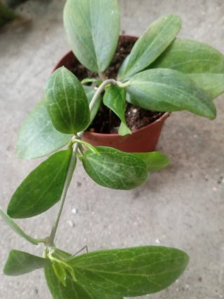Hoya futchi planta