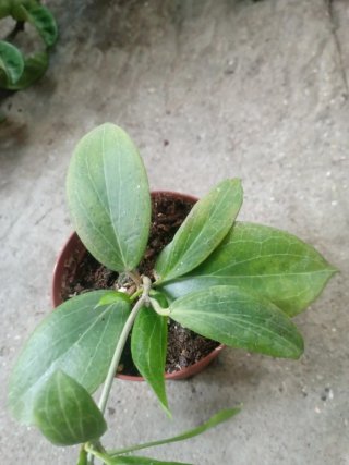 Hoya futchi planta