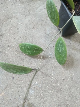 Hoya