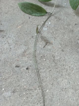 Hoya