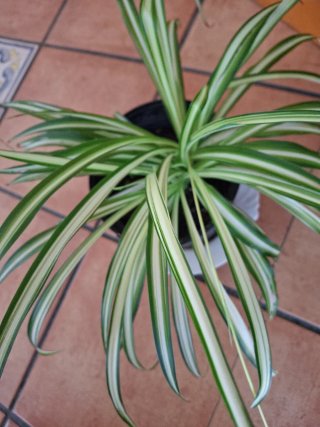 Planta de cintas variegada