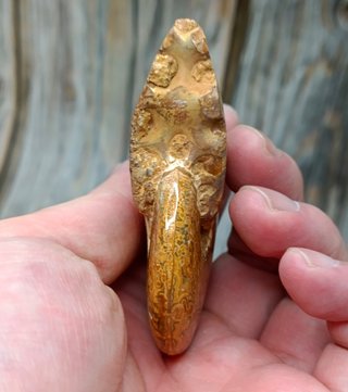 Fósil de Ammonite
