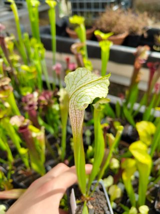 Planta Carnívora Sarracenia