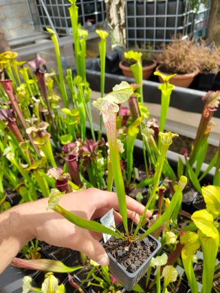Planta Carnívora Sarracenia