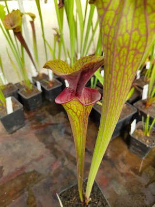 Planta Carnívora Sarracenia
