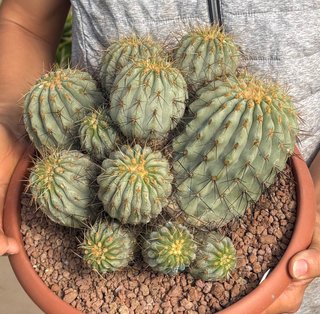 Cactus Copiapoa heseltoniana
