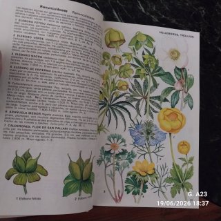 Guía de las flores alpinas de Europa