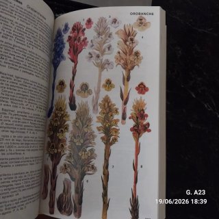 Guía de las flores alpinas de Europa