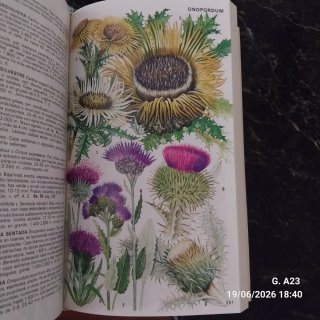 Guía de las flores alpinas de Europa