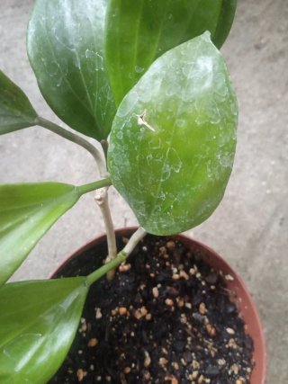 Hoya