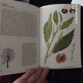 Árboles de Europa