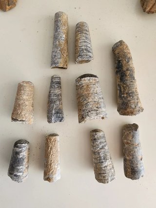 Fósiles Orthoceras Brutos