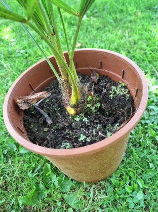 Palmera (trachycarpus fortunei)