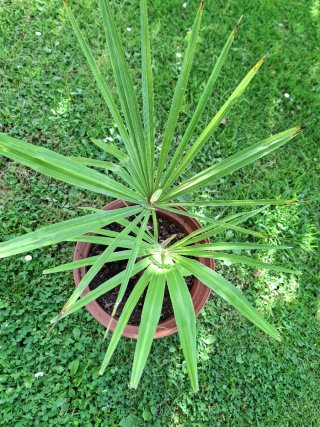 Palmera (trachycarpus fortunei)