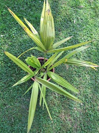 Palmera (trachycarpus fortunei)