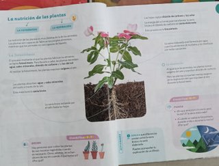 Lengua , Matemáticas y Conocimiento del Medio.