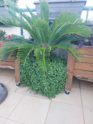 Palmera Sago (Cycas revoluta) 15 años