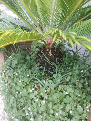 Palmera Sago (Cycas revoluta) 15 años