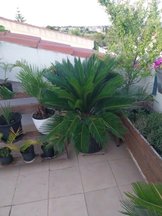 Palmera Sago (Cycas revoluta) 15 años