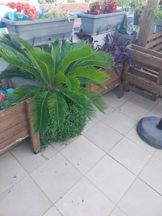 Palmera Sago (Cycas revoluta) 15 años