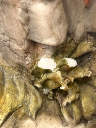 Capodimonte Volta Porcellana