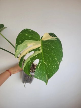 Monstera Thai Constellation