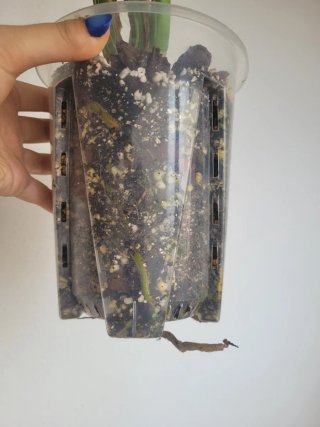 Monstera Thai Constellation