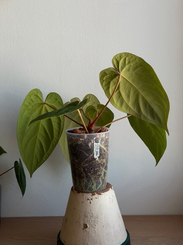 Anthurium (Carlablackiae x Antolakii) x DP F2 - G