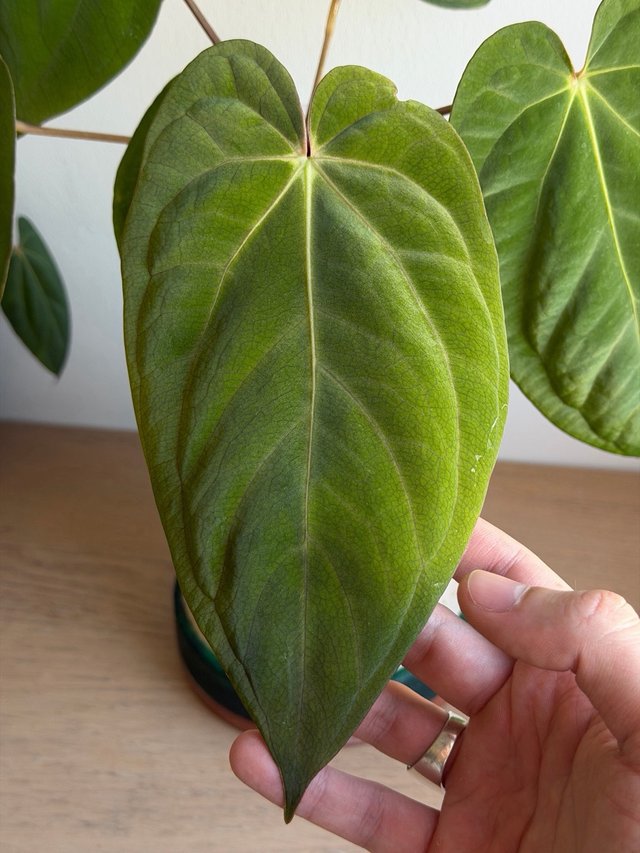 Anthurium (Carlablackiae x Antolakii) x DP F2 - G