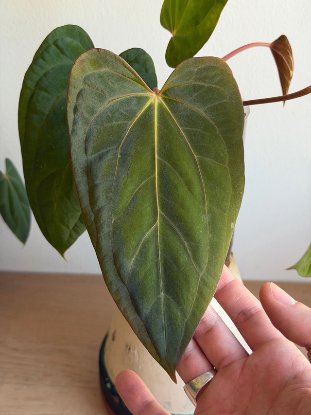 Anthurium (Carlablackiae x Antolakii) x DP F2 - D