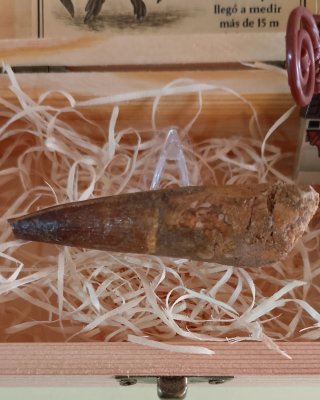 Diente Fósil Espinosaurio 6.5 cm Caja Regalo