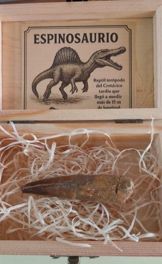 Diente Fósil Espinosaurio 6.5 cm Caja Regalo