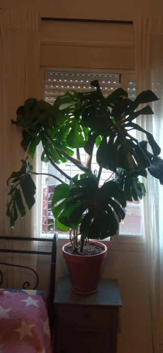 Monstera Deliciosa Planta Grande