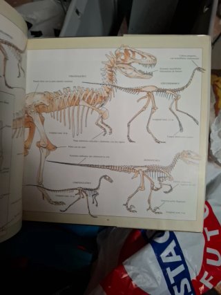 Libro tras las huellas de los dinosaurios