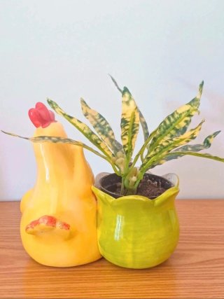 Vaso porta piantina in ceramica