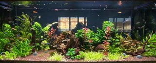 Plantas Acuario Variadas