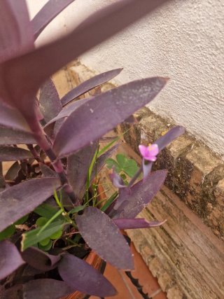 Planta Tradescantia morada