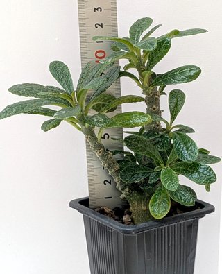 Dorstenia gigas con 2 ramos grandes