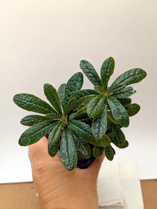Dorstenia gigas con 2 ramos grandes