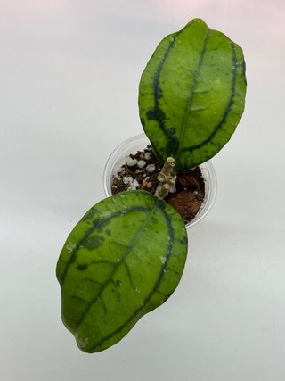 0427 Hoya callistophylla vena カリストフィラベナ Hoya Callistophylla Vena de segunda mano por 15 EUR en Alicante