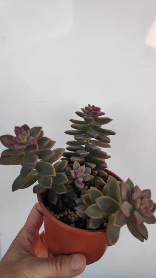 Suculenta en maceta