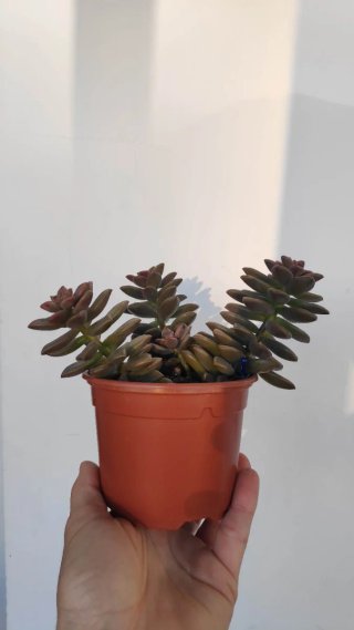 Suculenta en maceta