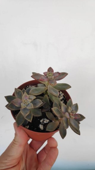 Suculenta en maceta