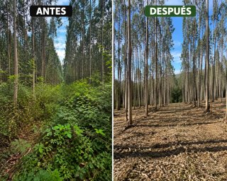 Desbroces forestales