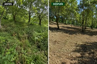 Desbroces forestales