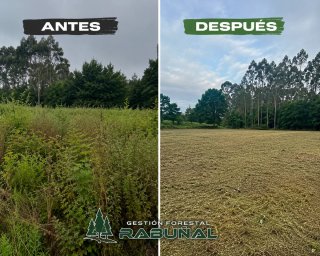 Desbroces forestales