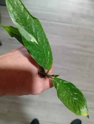 Planta Cuna de Moisés Diamond